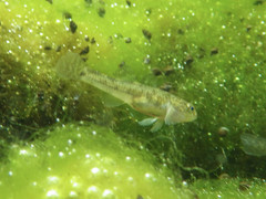 Gobiomorphus cotidianus