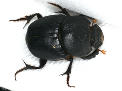 Onthophagus declivis