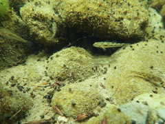 Gobiomorphus cotidianus