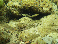 Gobiomorphus cotidianus