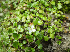 Epilobium nerteroides