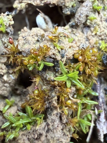 Swan-necked Earth-moss (Microbryum curvicollum)