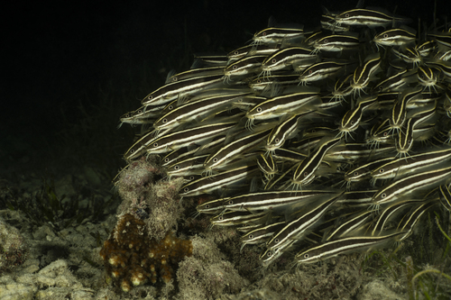 Plotosus lineatus