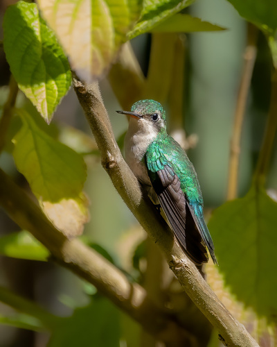 Canivet's Emerald (Cynanthus canivetii), photo 4