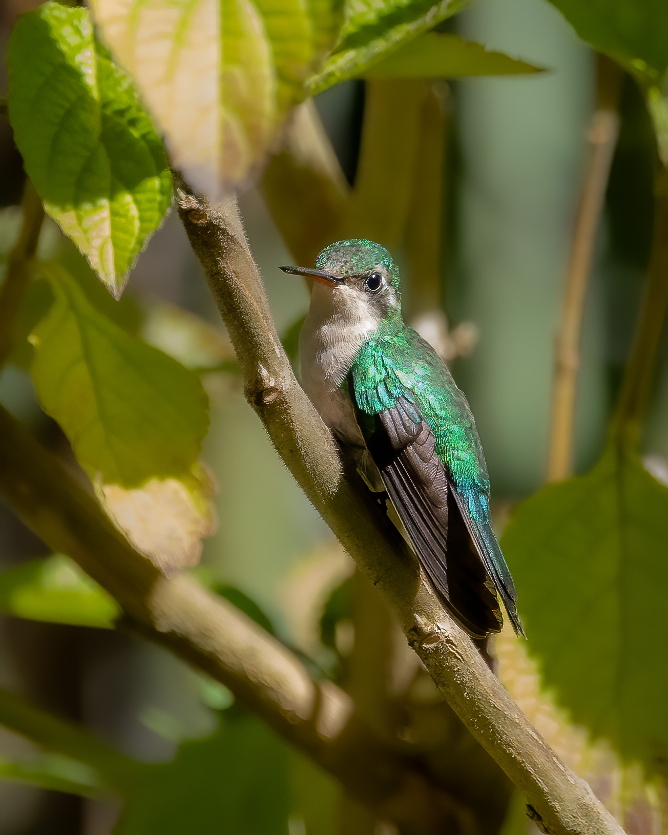 Canivet's Emerald (Cynanthus canivetii), photo 4