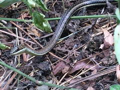 Psammophis orientalis