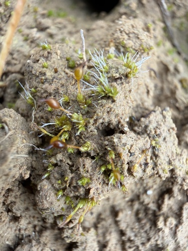 Oval-leaved Pottia (Pterygoneurum ovatum)
