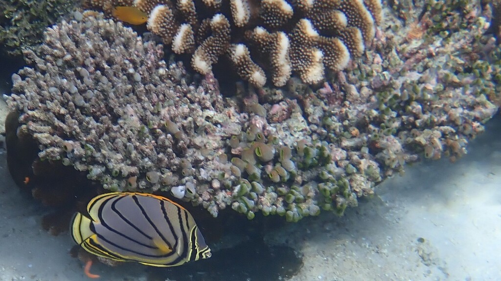 Maypole Butterflyfish (Chaetodon meyeri)