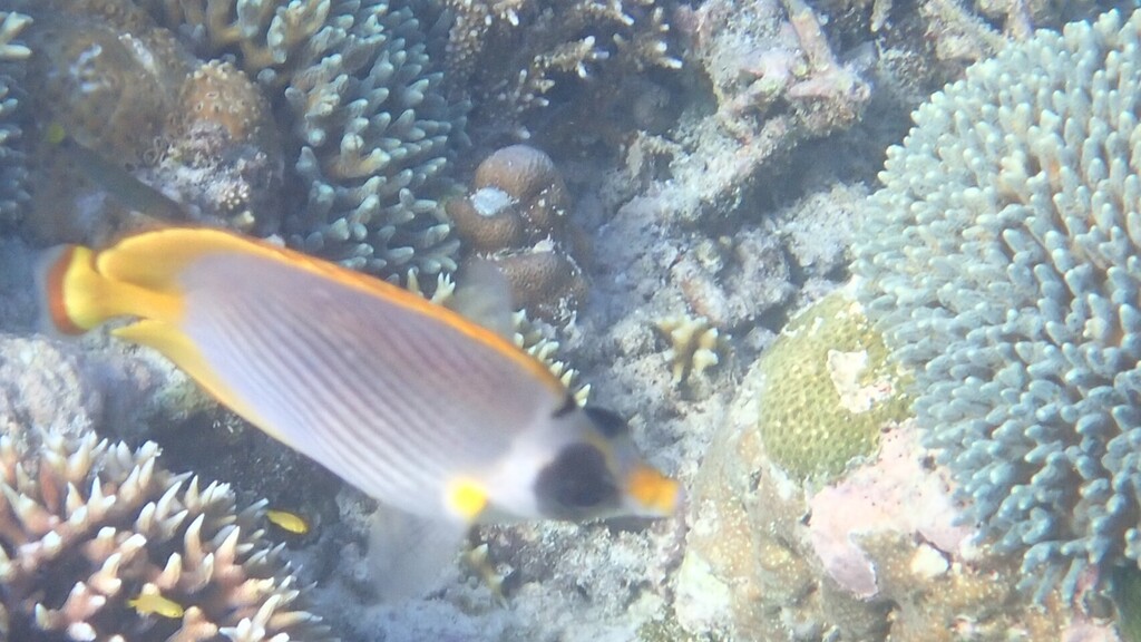 Bantayan Butterflyfish