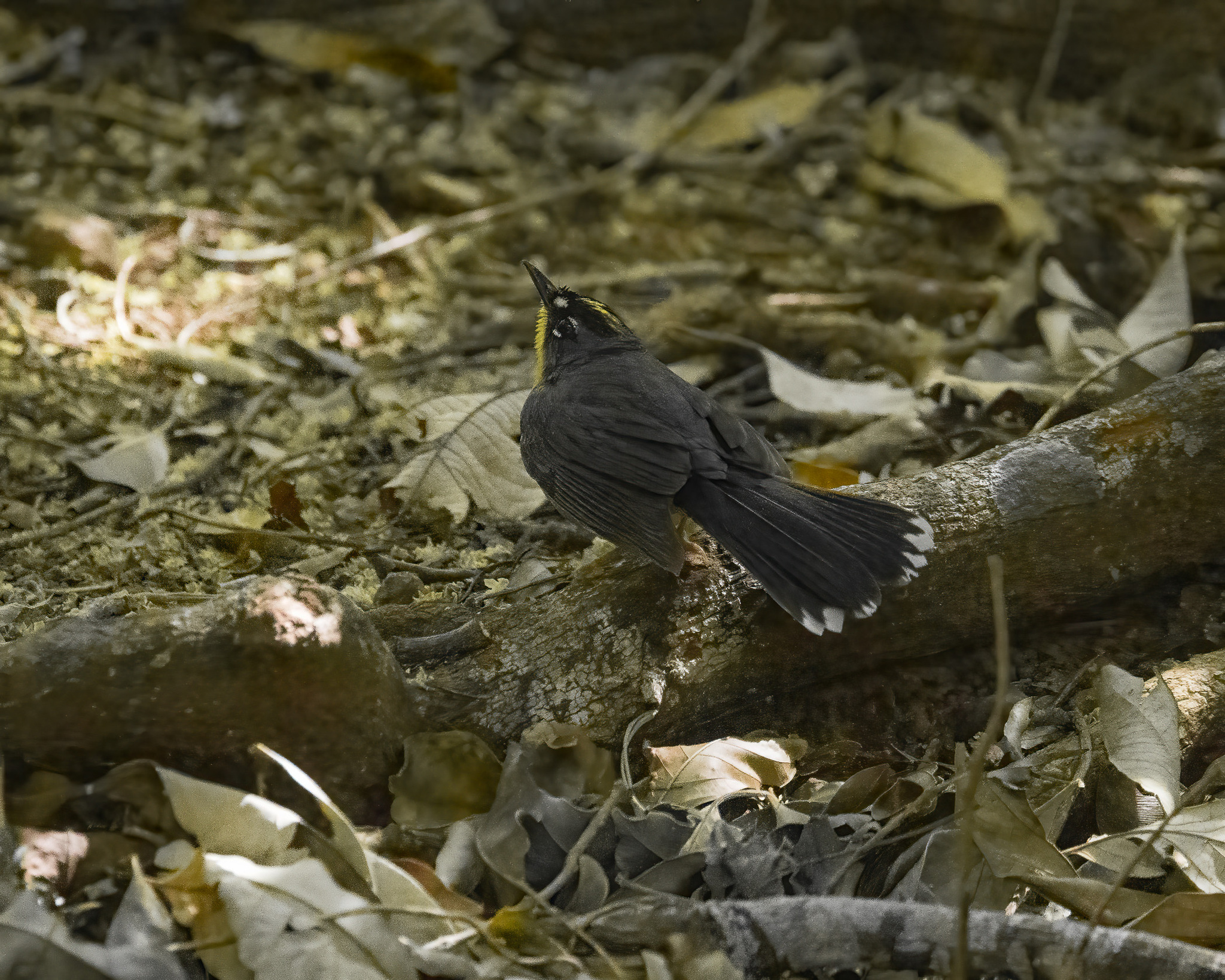 Fan-tailed Warbler (Basileuterus lachrymosus), photo 3