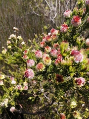 Leucadendron laxum