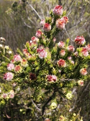 Leucadendron laxum