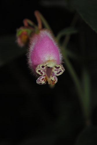 Kohleria affinis, photograph 5