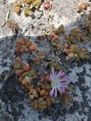 Disphyma dunsdonii