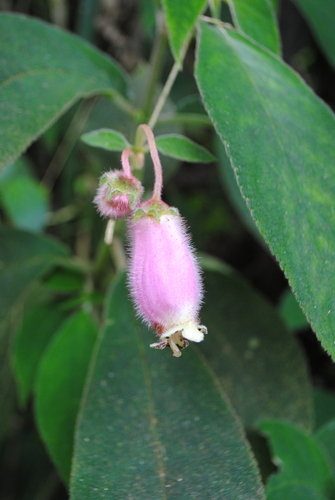 Kohleria affinis, photograph 4