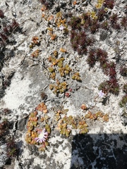 Disphyma dunsdonii