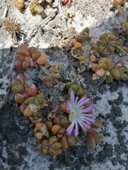 Disphyma dunsdonii