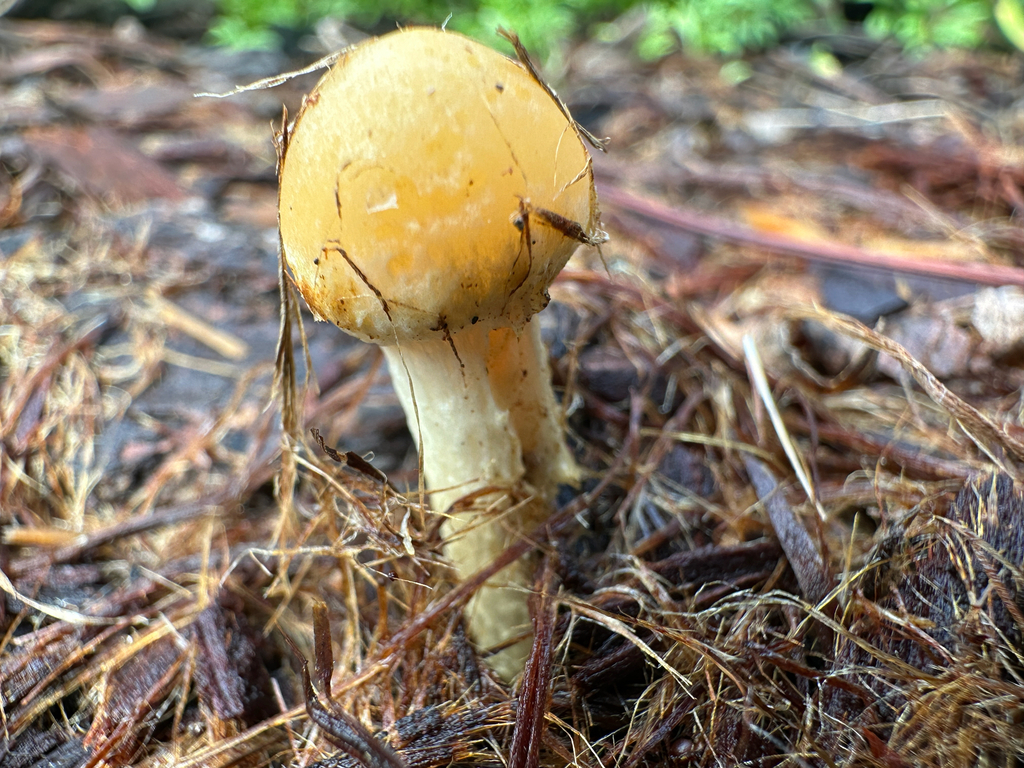 Bolbitius titubans · February 2026 · photo: © gretchenparadis (iNaturalist, cc-by-nc)