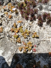 Disphyma dunsdonii
