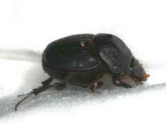Onthophagus declivis