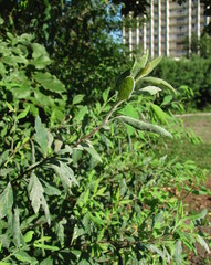 Podosphaera spiraeae