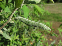 Podosphaera spiraeae