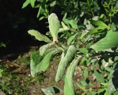 Podosphaera spiraeae