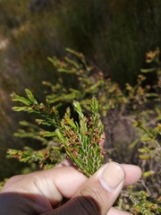 Passerina paludosa