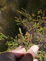 Passerina paludosa