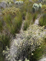 Passerina paludosa