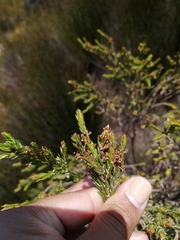 Passerina paludosa