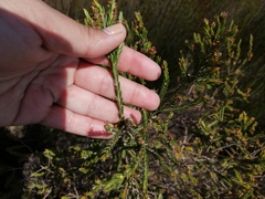 Passerina paludosa