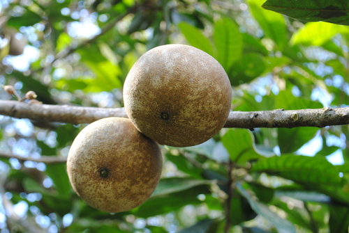 Genipap Tree (Genipa americana)