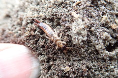 Anisolabis littorea