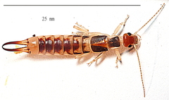 Labidura truncata