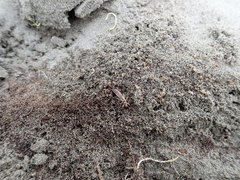 Anisolabis littorea