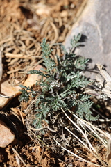 Lomatium nevadense