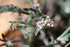 Lomatium nevadense