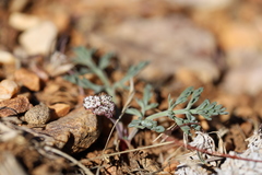 Lomatium nevadense