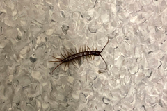 Lithobius peregrinus