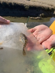 Gillichthys mirabilis