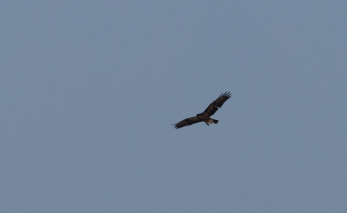 Common Buzzard