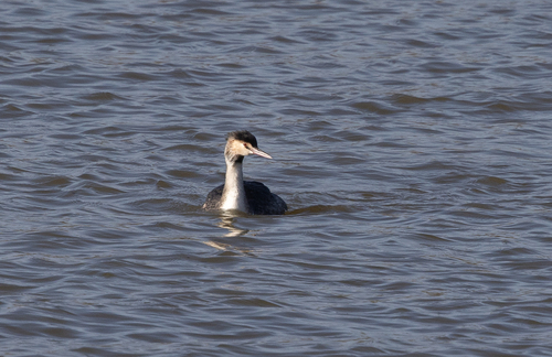 Great Crested Grebe