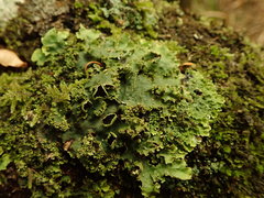 Pseudocyphellaria montagnei