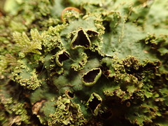 Pseudocyphellaria montagnei
