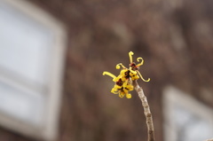 Hamamelis mollis