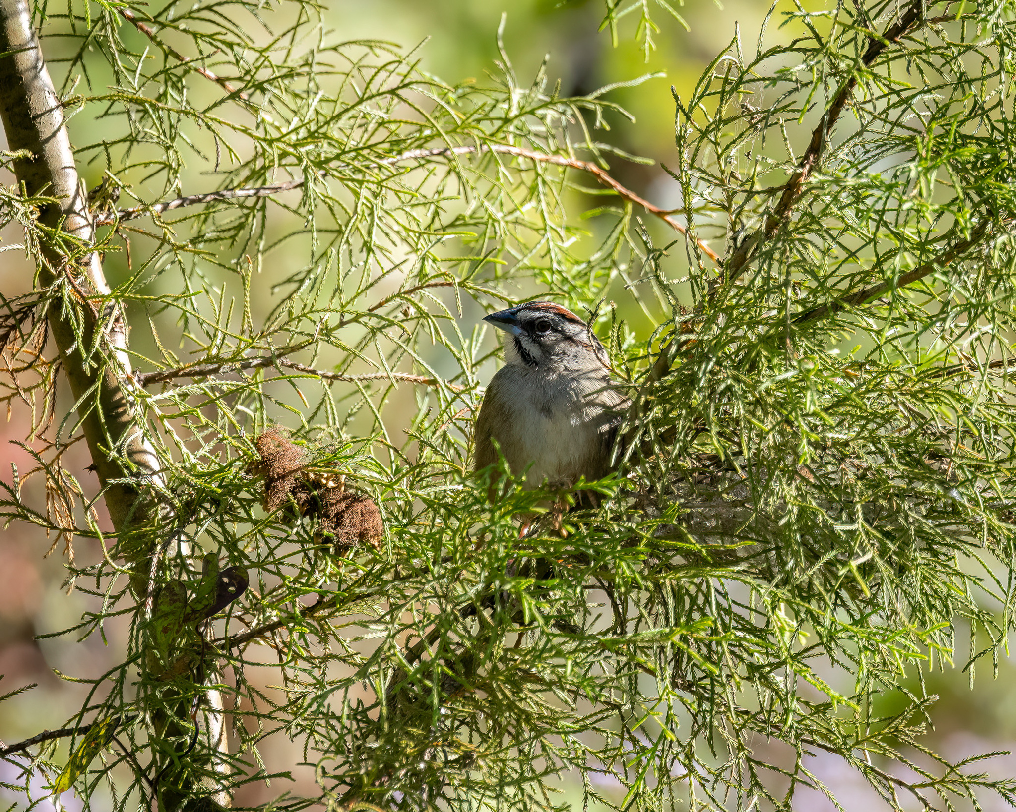 Rusty Sparrow (Aimophila rufescens), photo 2