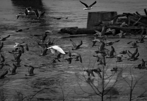 Larus hyperboreus