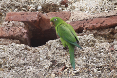 Psittacara chloropterus