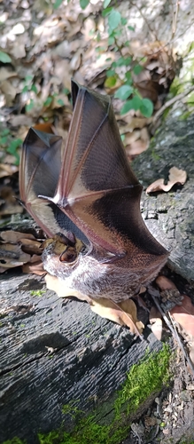 Murciélago canoso de cola peluda observed by jonh_esqueda